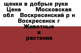 щенки в добрые руки! › Цена ­ 0 - Московская обл., Воскресенский р-н, Воскресенск г. Животные и растения » Собаки   